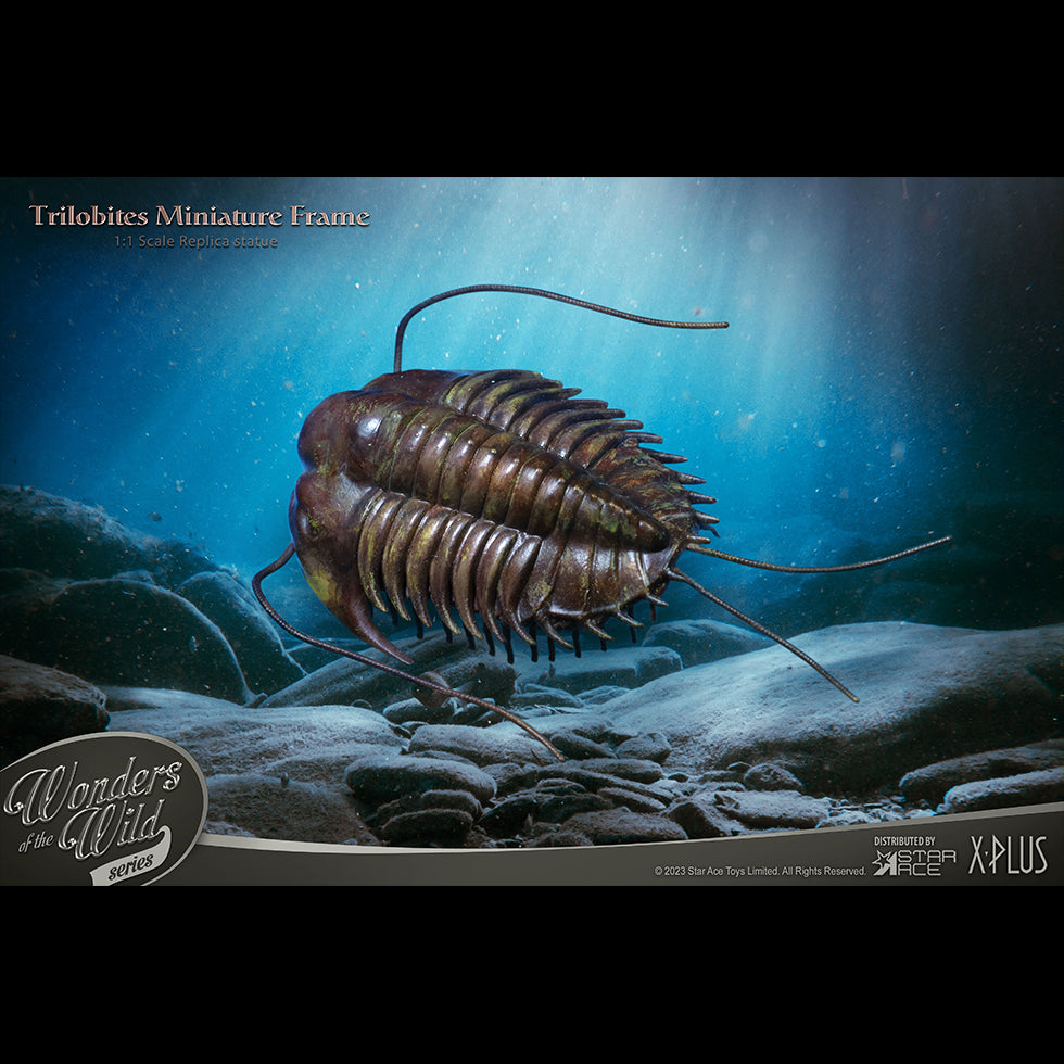 Trilobites 1:1 Replicas & Fossil(Deluxe ver.)