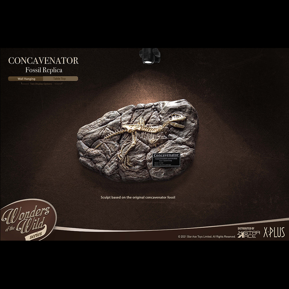 Concavenator(Fossil Replica)