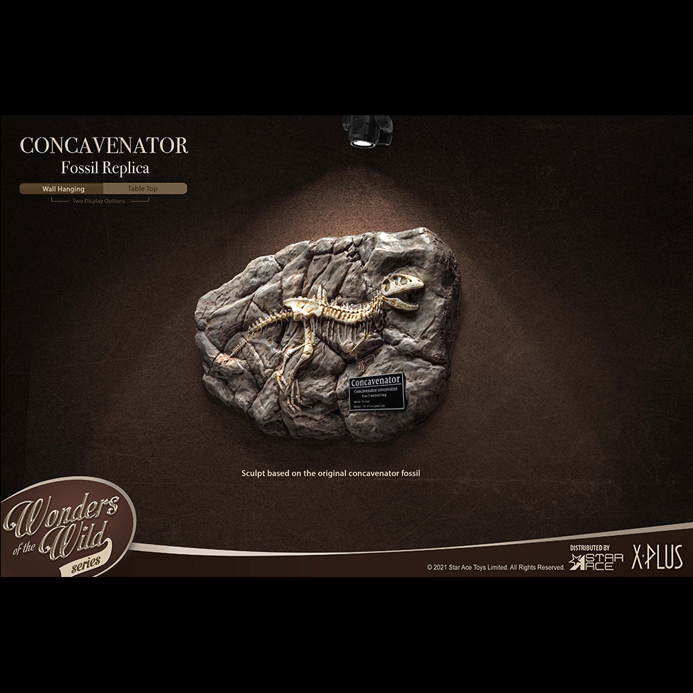 Concavenator(Fossil Replica)