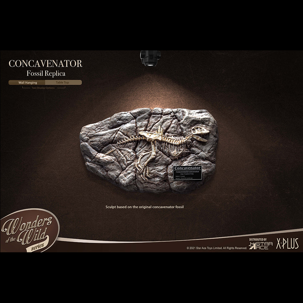 Concavenator(Fossil Replica)