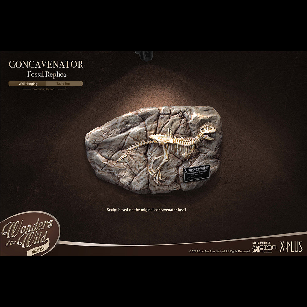 Concavenator(Fossil Replica)