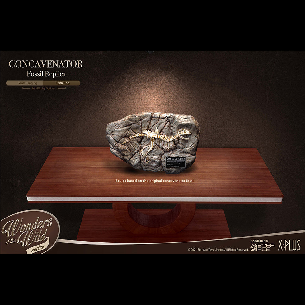 Concavenator(Fossil Replica)