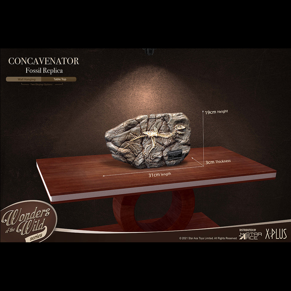 Concavenator(Fossil Replica)