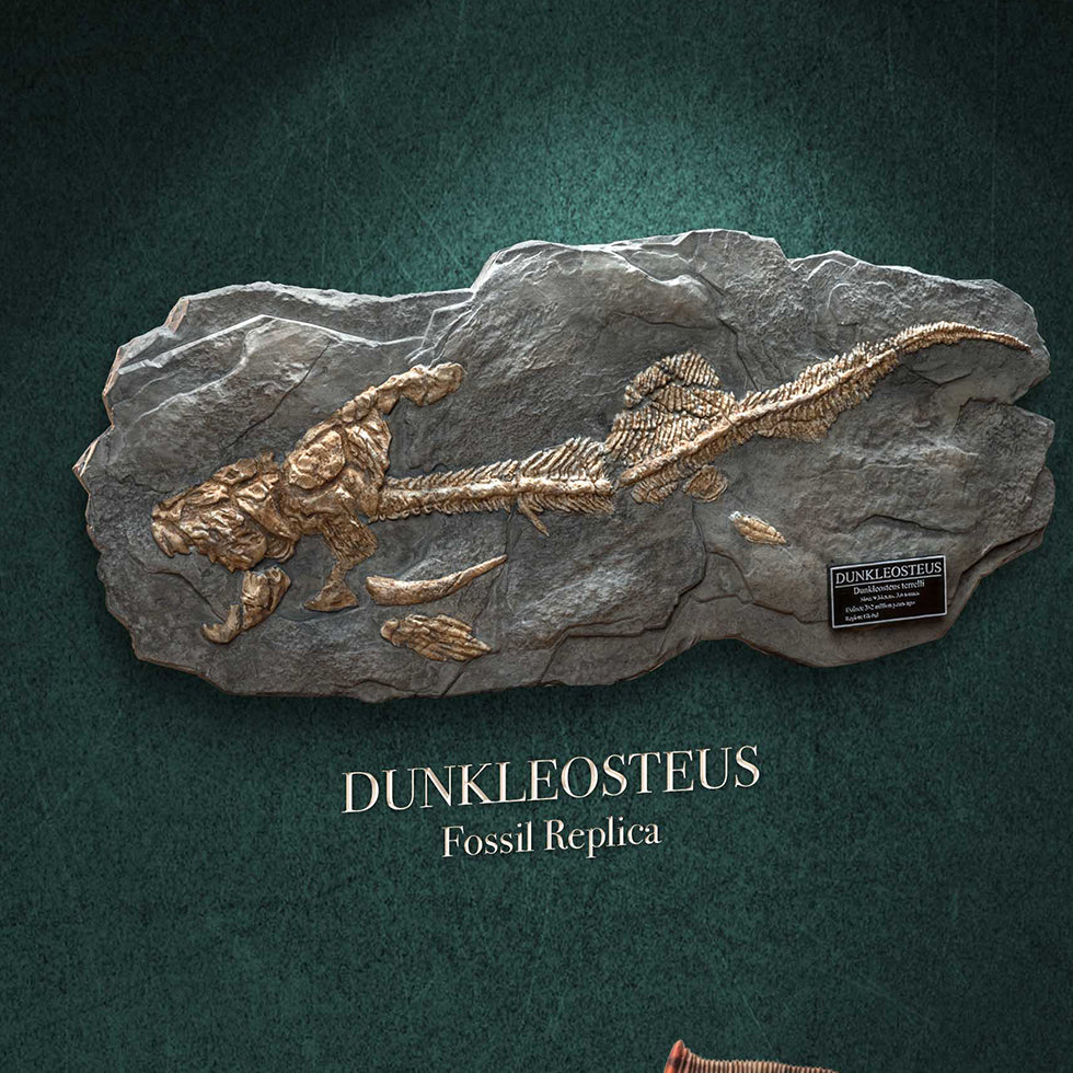Dunkleosteus(Fossil Replica)