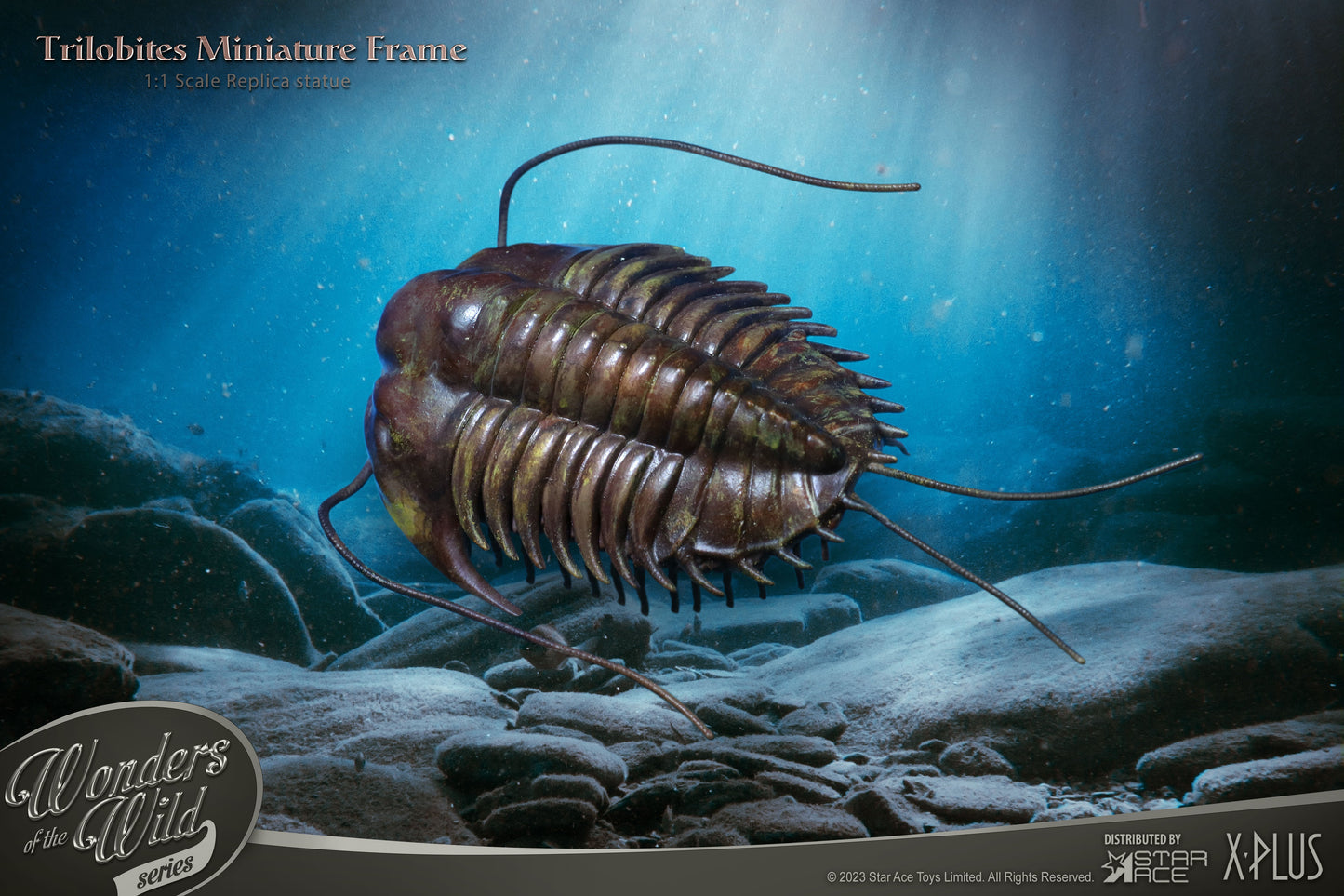 Trilobites  1:1 Replicas & Fossil(Normal ver.)