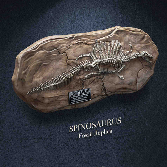 SPINOSAURUS(Fossil Replica)
