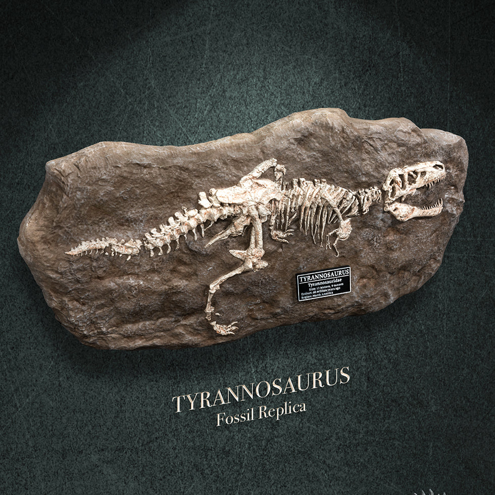 T-Rex(Fossil Replica)