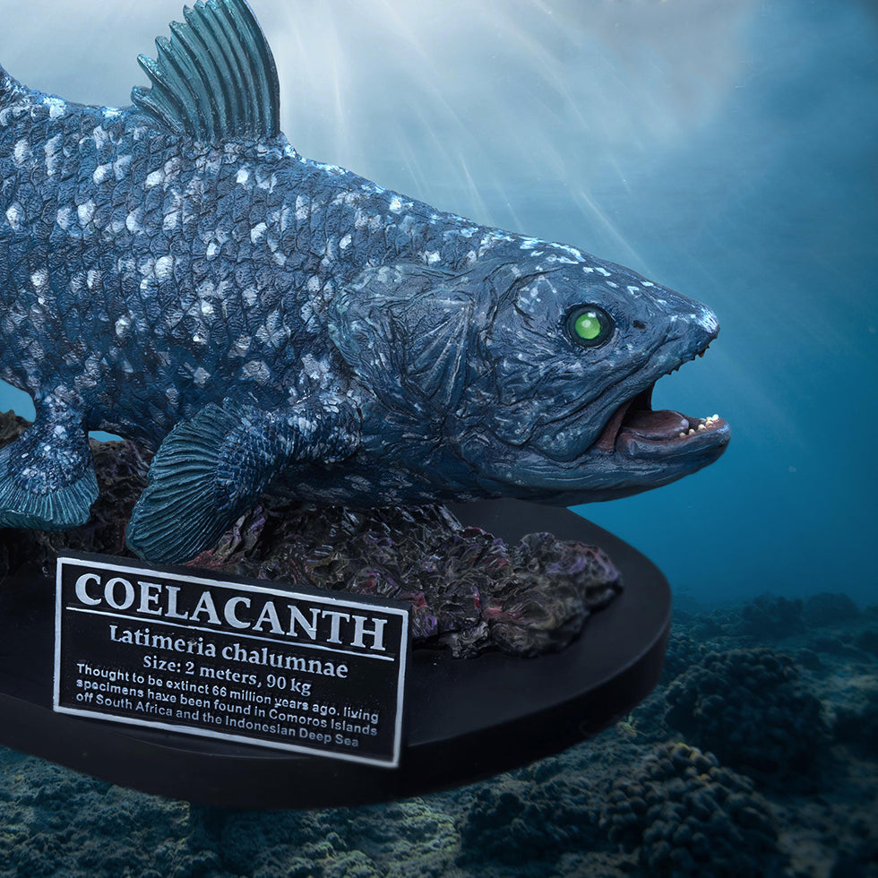 Coelacanth toy on sale