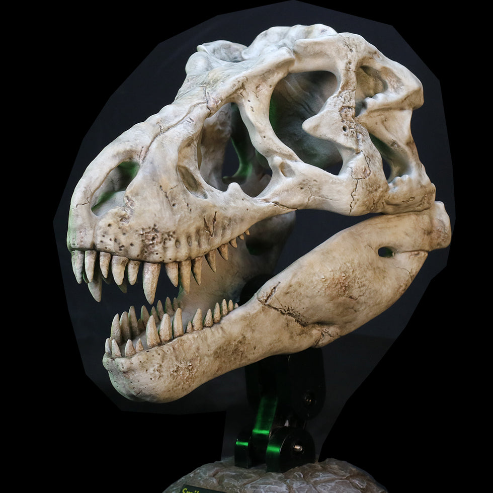 Tyrannosaurus Rex Skull Fossil collectible