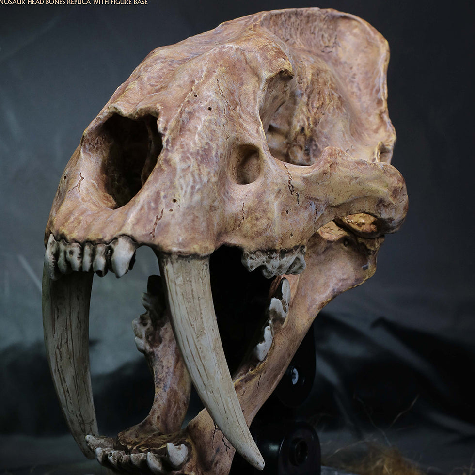 Smilodon Skull Fossil collectible