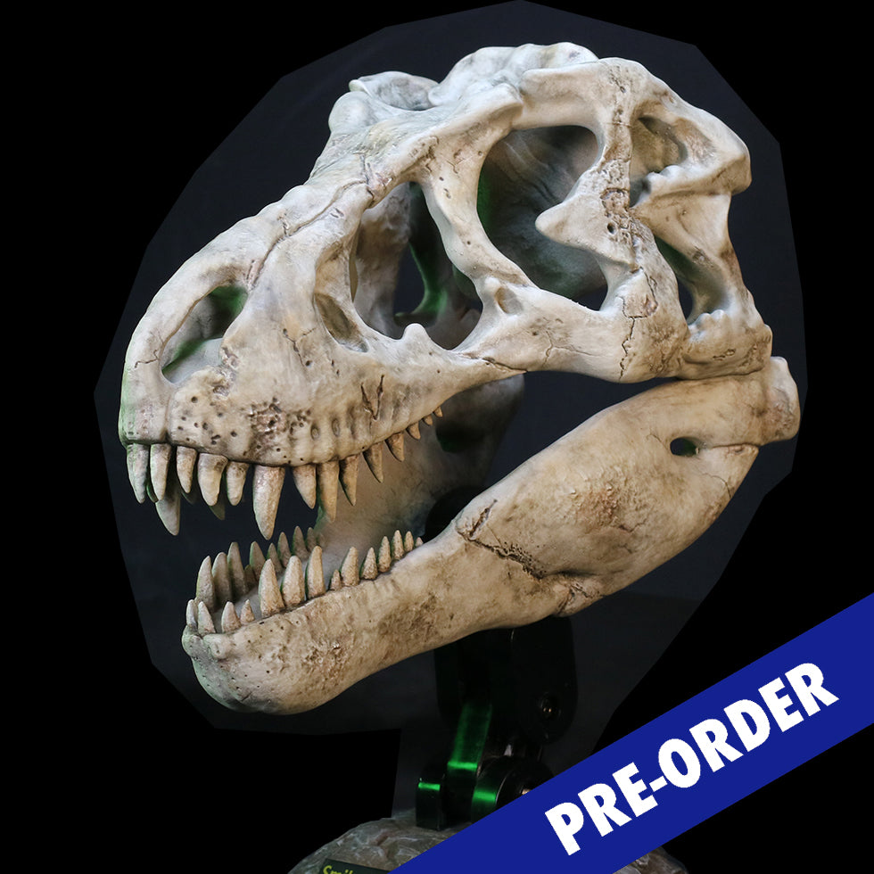 Tyrannosaurus Rex Skull Fossil collectible