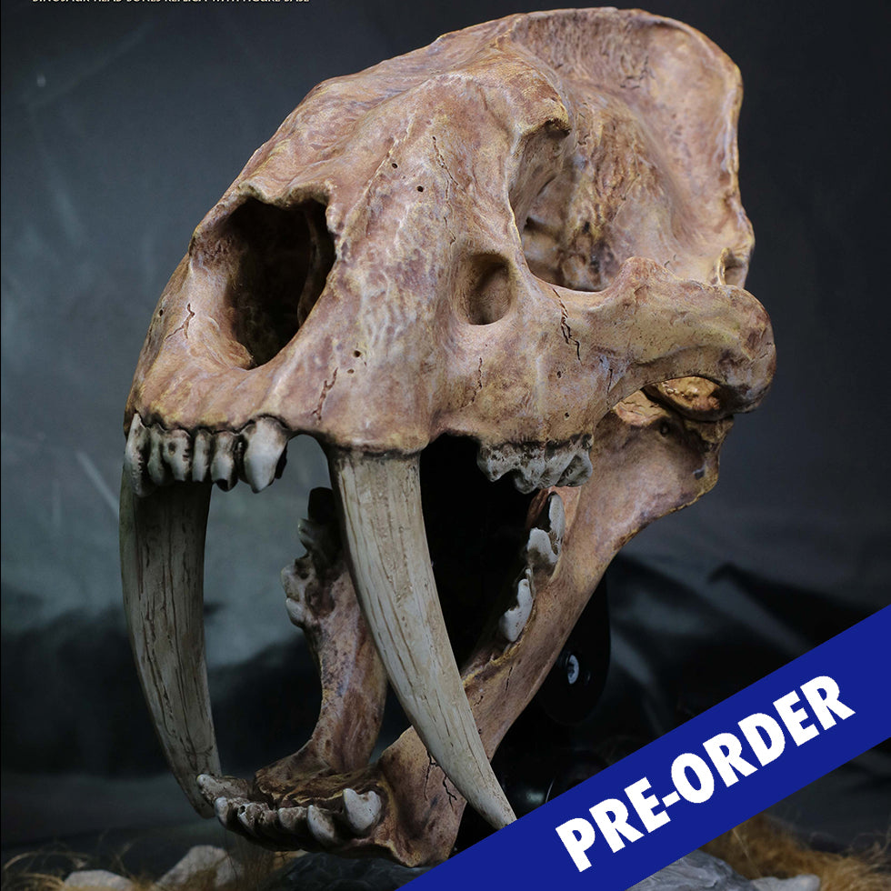 Smilodon Skull Fossil collectible