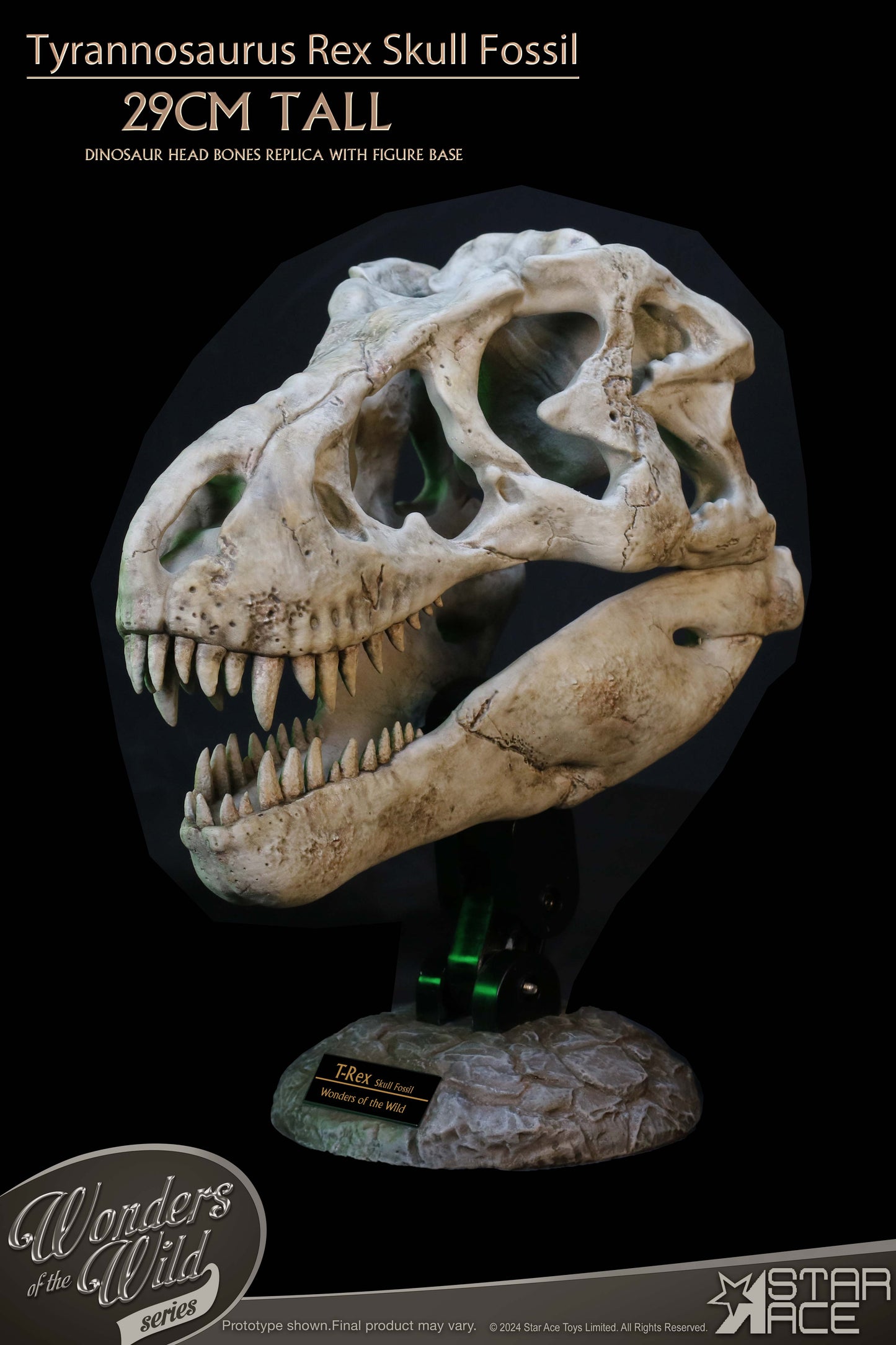 Tyrannosaurus Rex Skull Fossil collectible