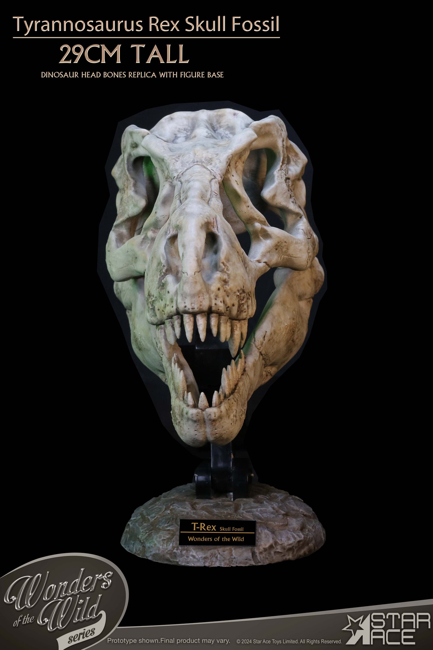 Tyrannosaurus Rex Skull Fossil collectible