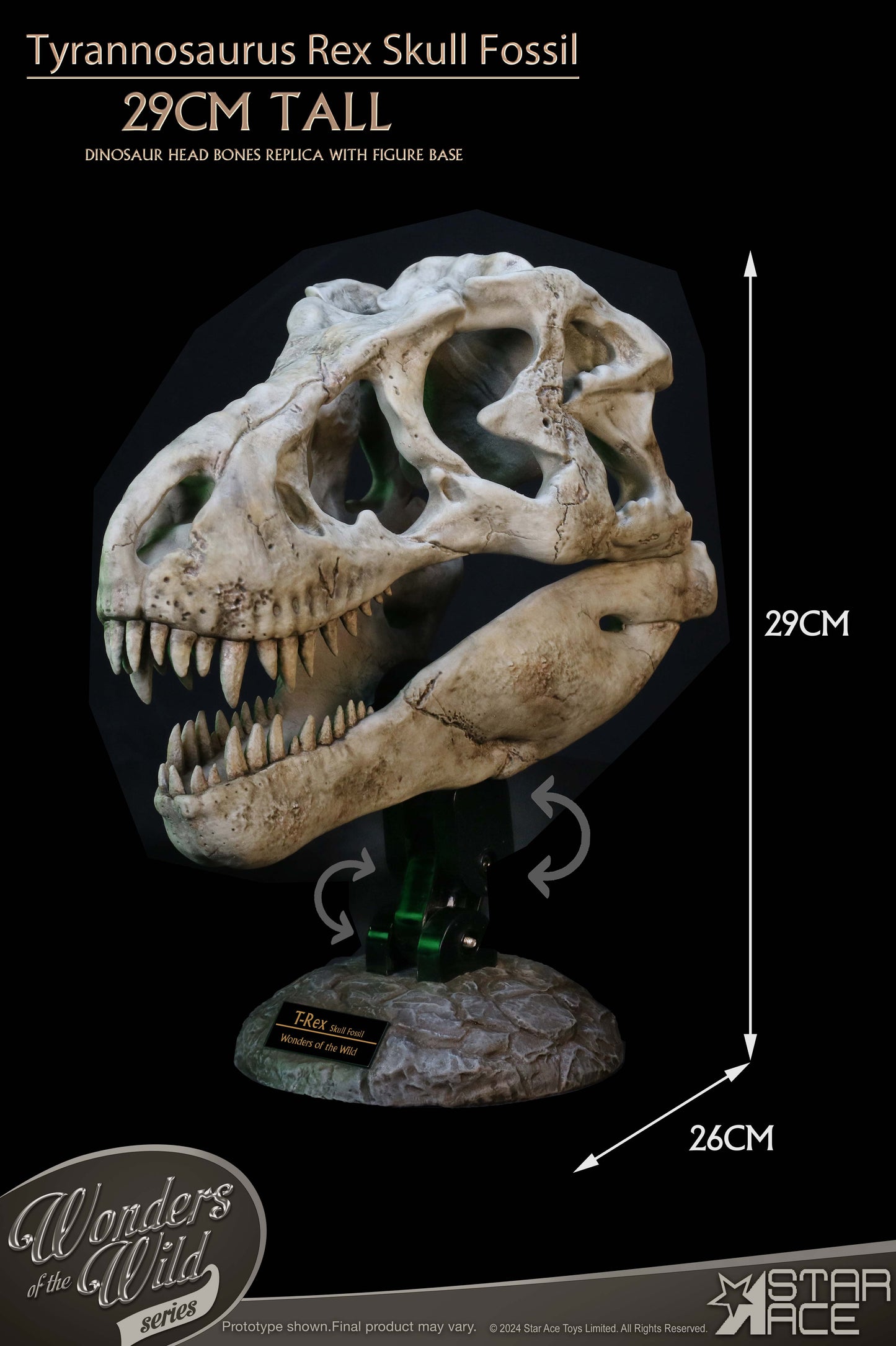 Tyrannosaurus Rex Skull Fossil collectible