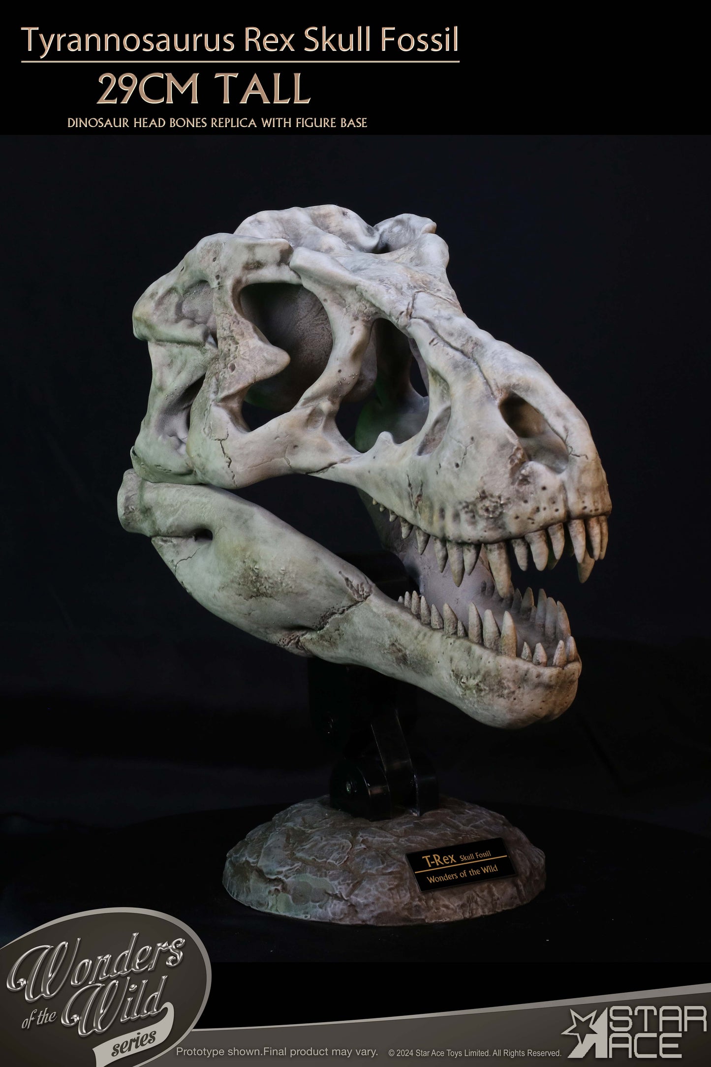 Tyrannosaurus Rex Skull Fossil collectible