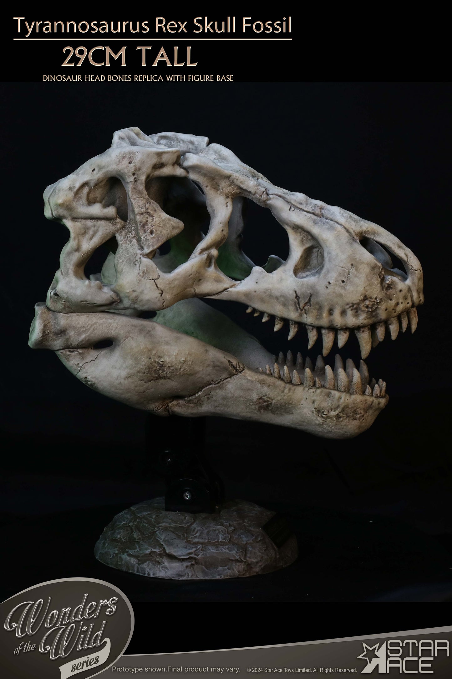 Tyrannosaurus Rex Skull Fossil collectible