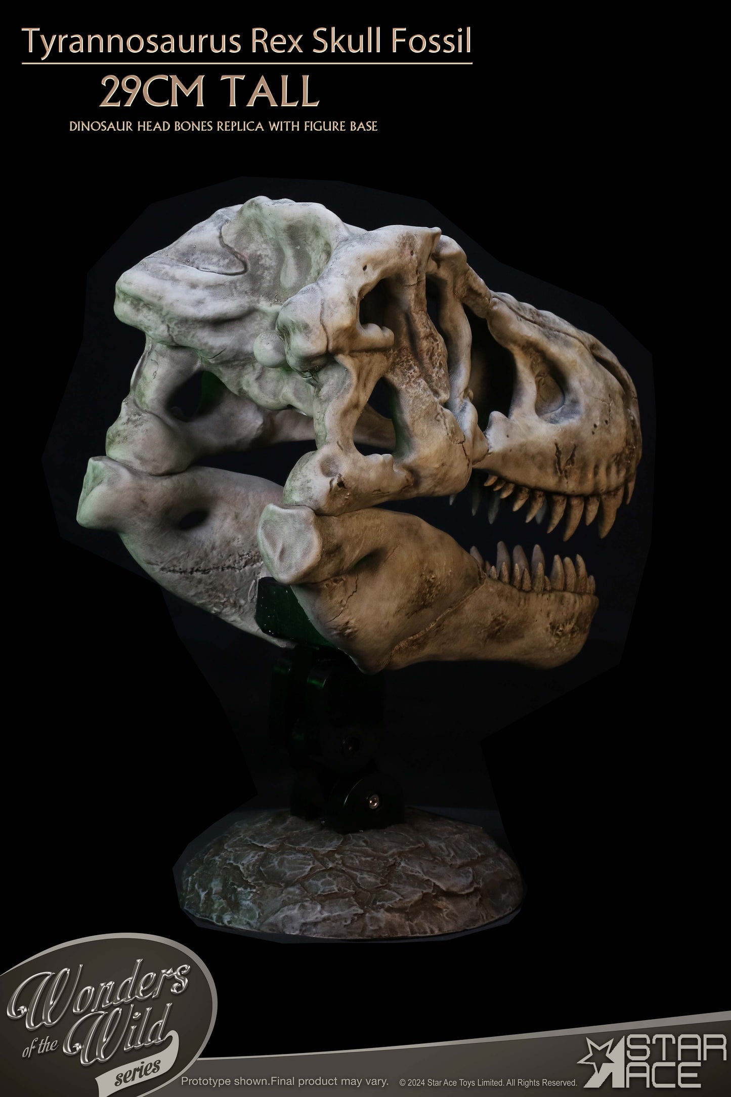 Tyrannosaurus Rex Skull Fossil collectible