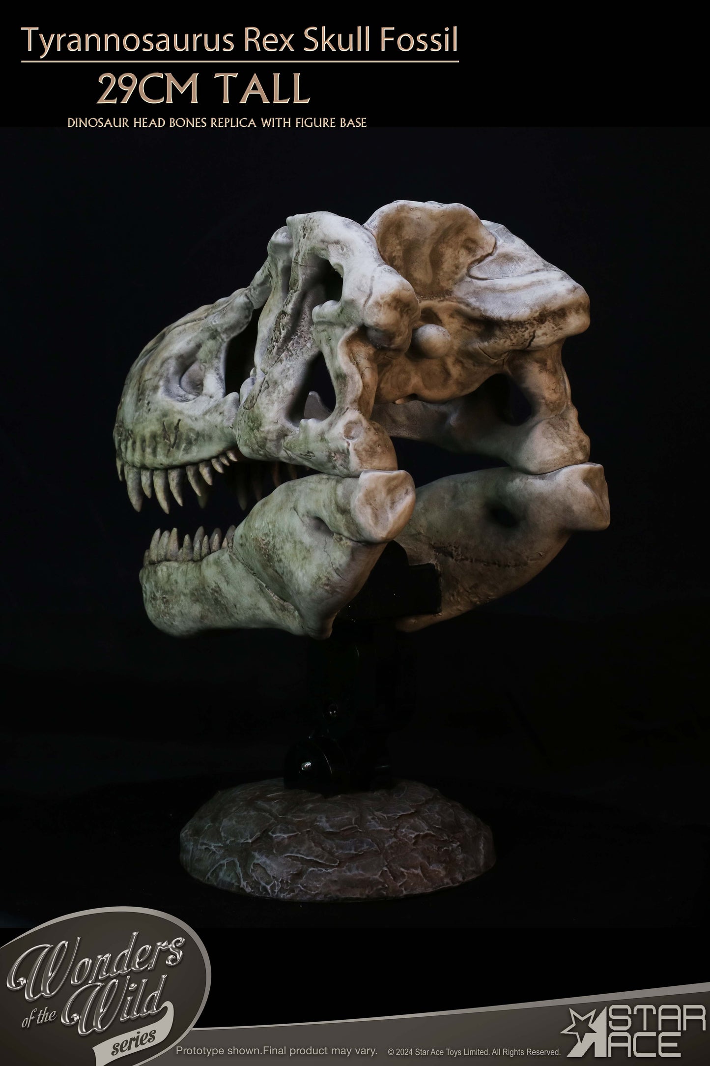 Tyrannosaurus Rex Skull Fossil collectible