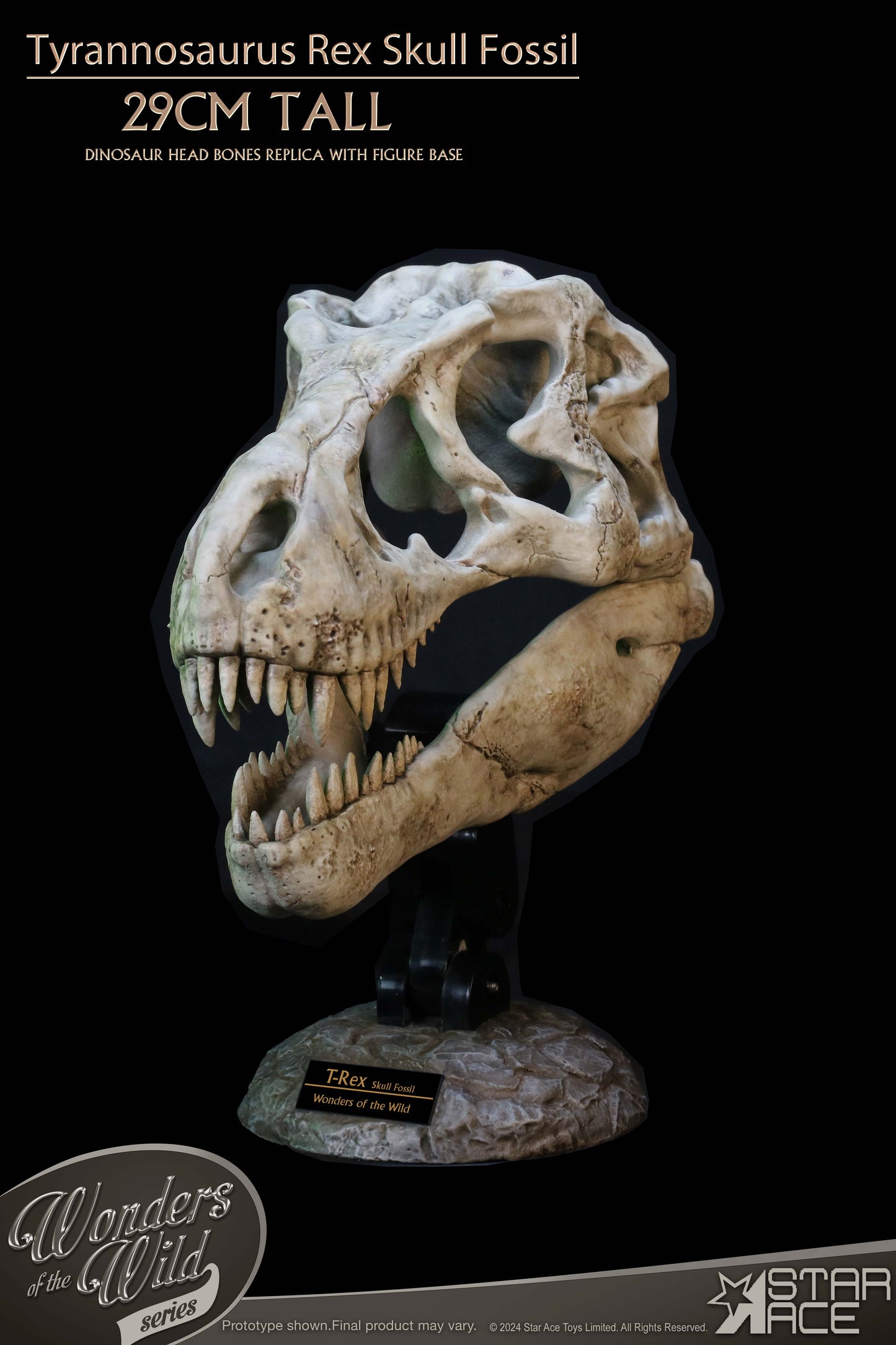 Tyrannosaurus Rex Skull Fossil collectible