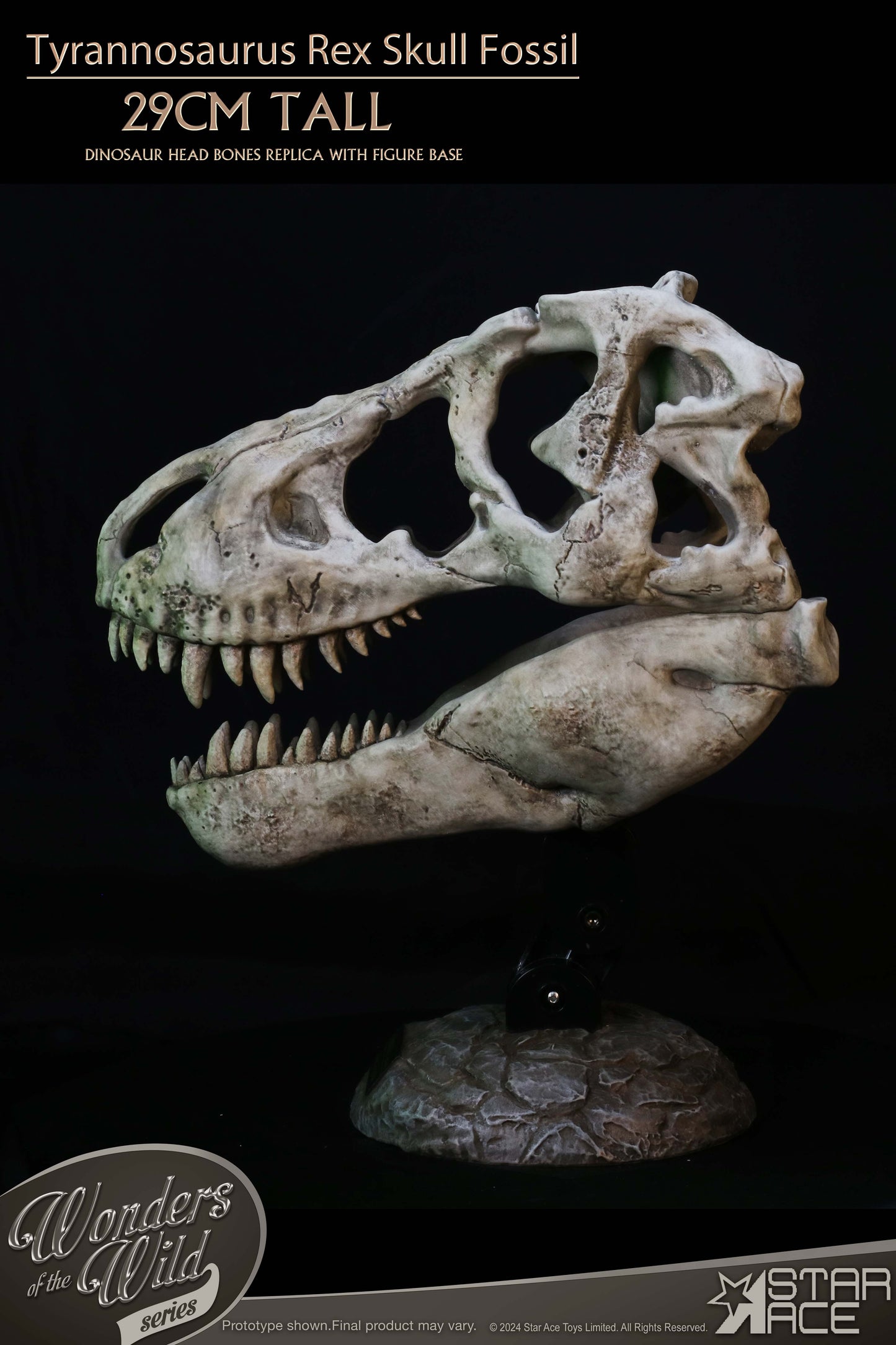 Tyrannosaurus Rex Skull Fossil collectible