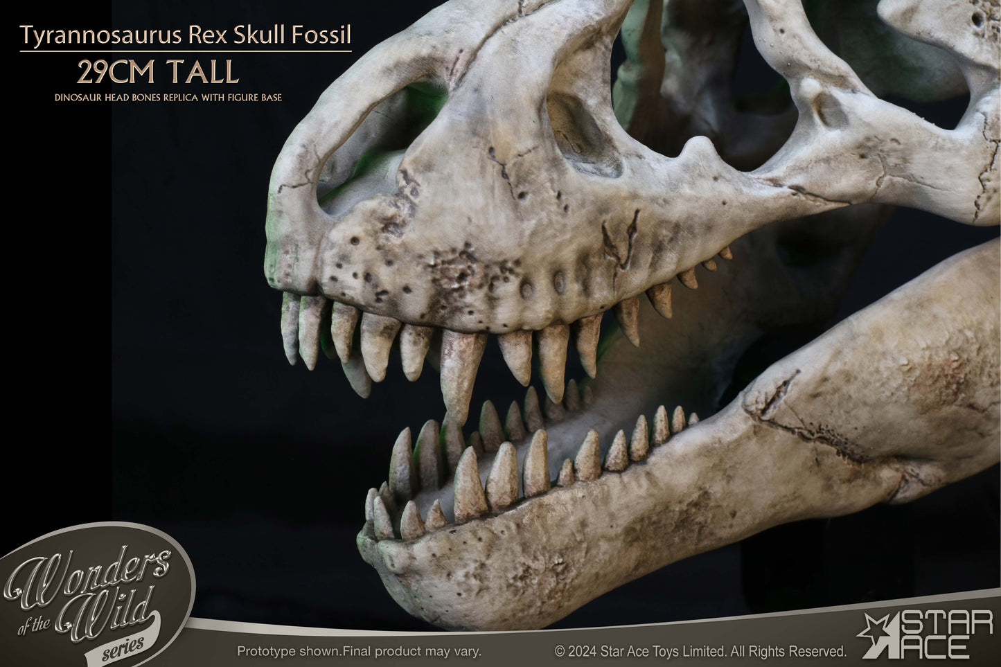 Tyrannosaurus Rex Skull Fossil collectible