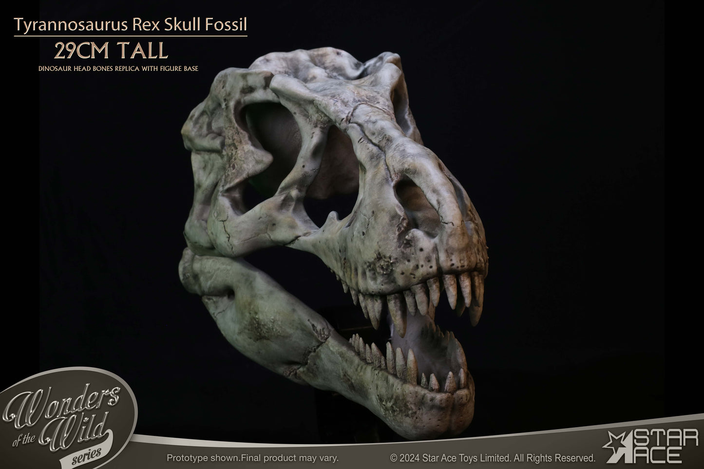 Tyrannosaurus Rex Skull Fossil collectible