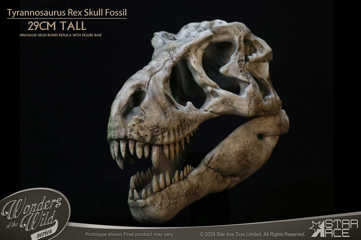 Tyrannosaurus Rex Skull Fossil collectible