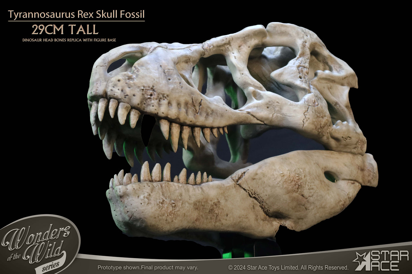 Tyrannosaurus Rex Skull Fossil collectible