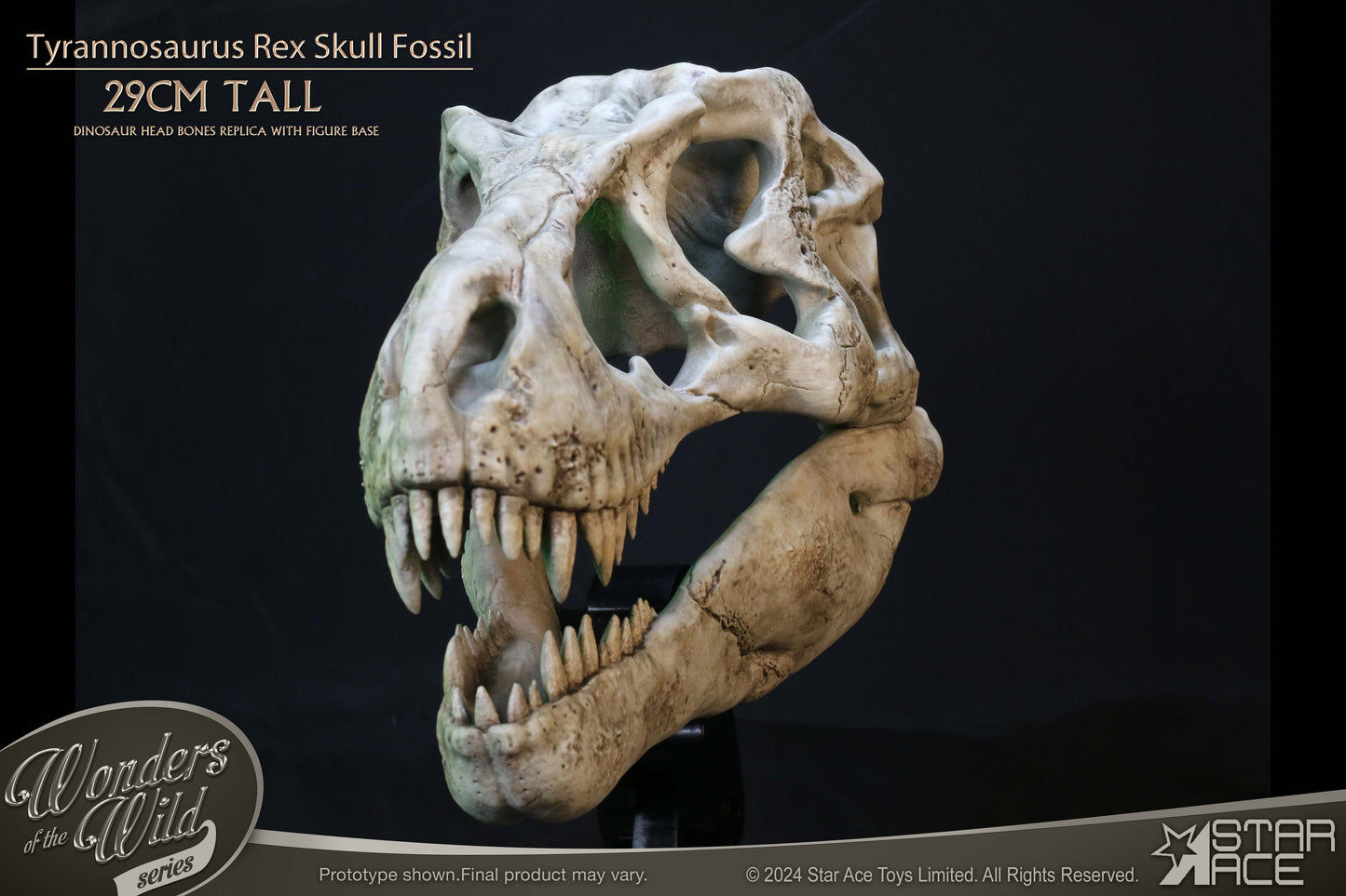 Tyrannosaurus Rex Skull Fossil collectible