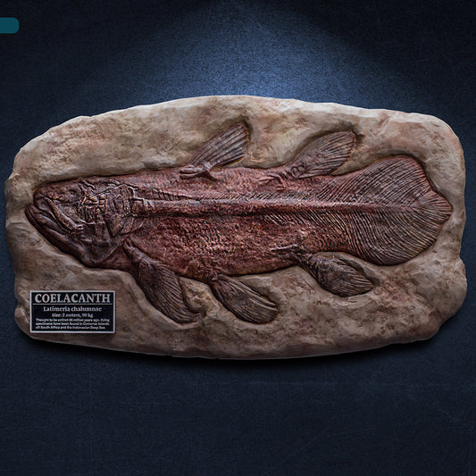 Coelacanth(Fossil Replica)