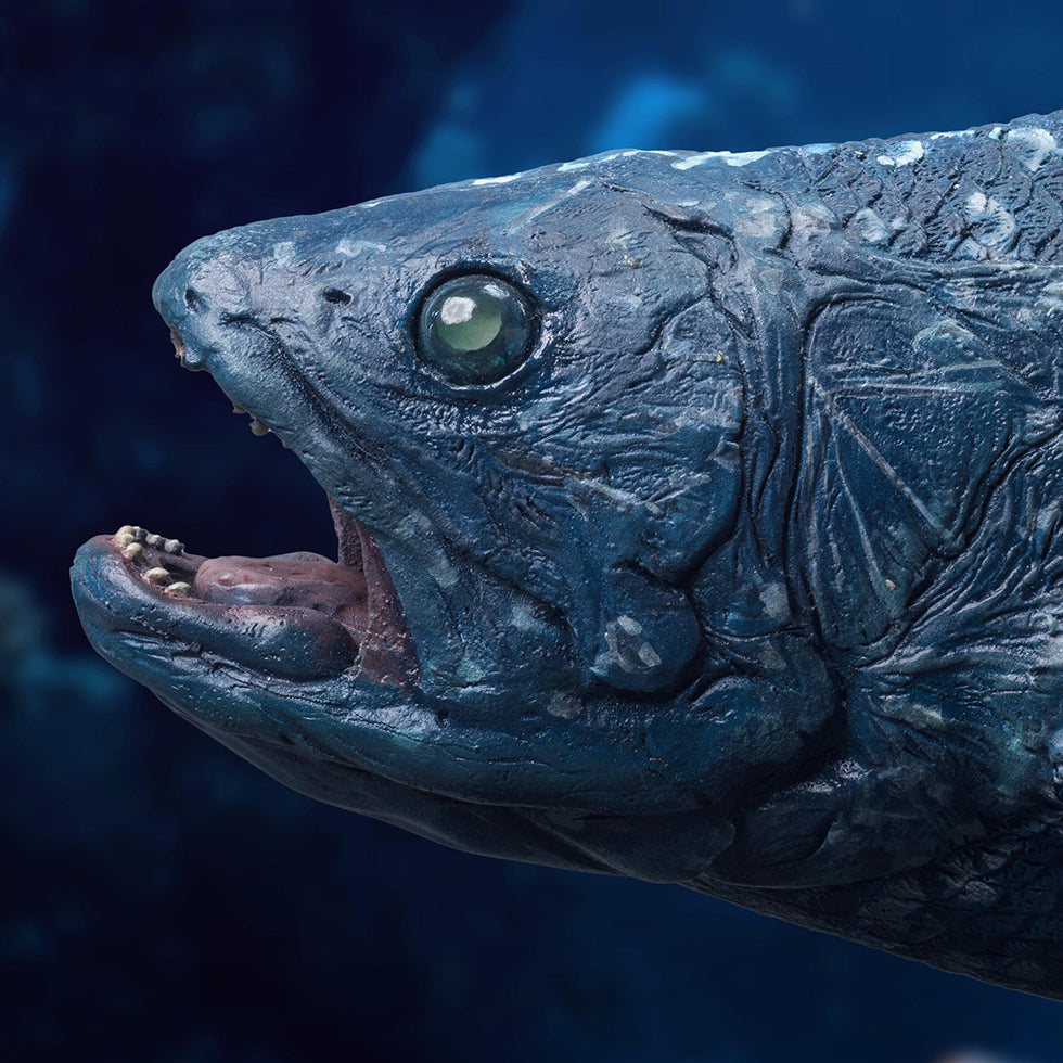 Coelacanth(NX Ver)