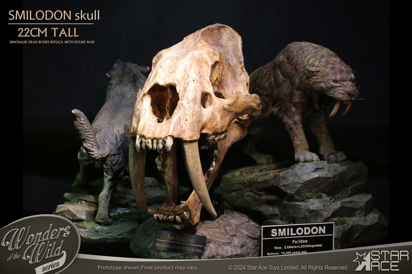 Smilodon Skull Fossil collectible