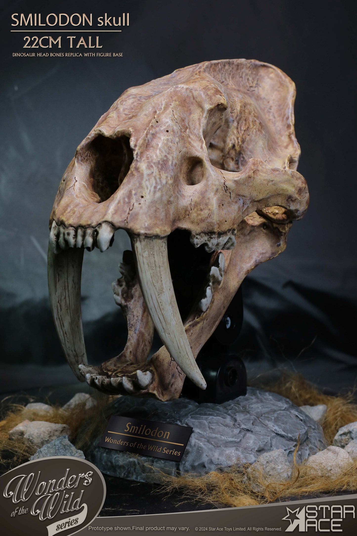 Smilodon Skull Fossil collectible