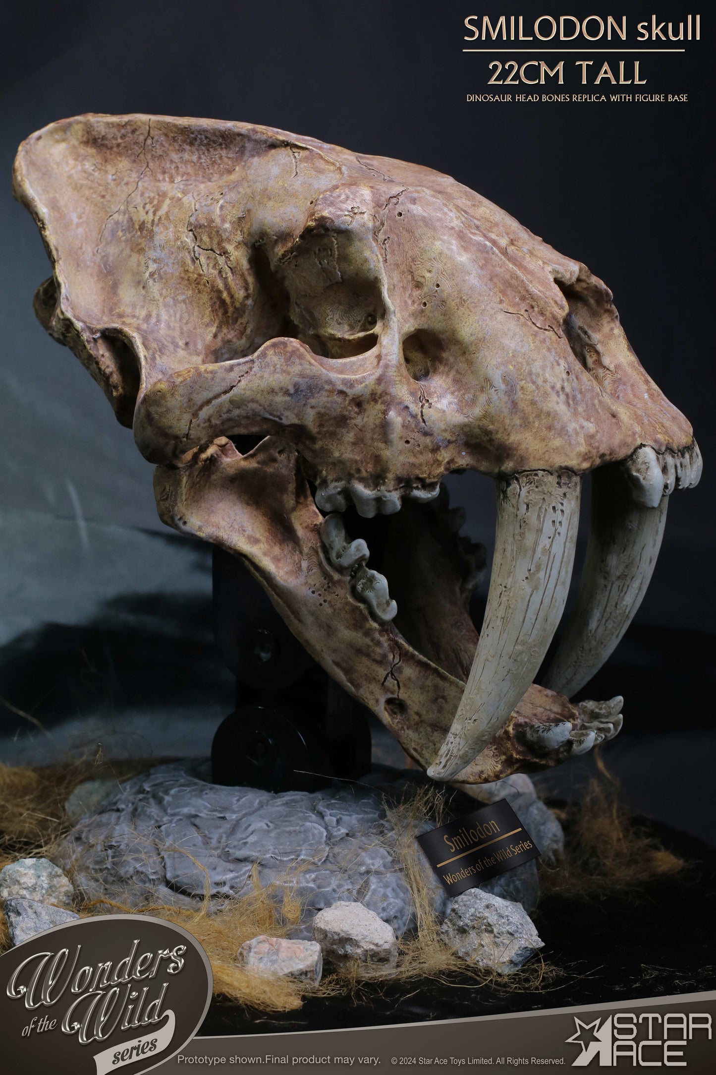 Smilodon Skull Fossil collectible