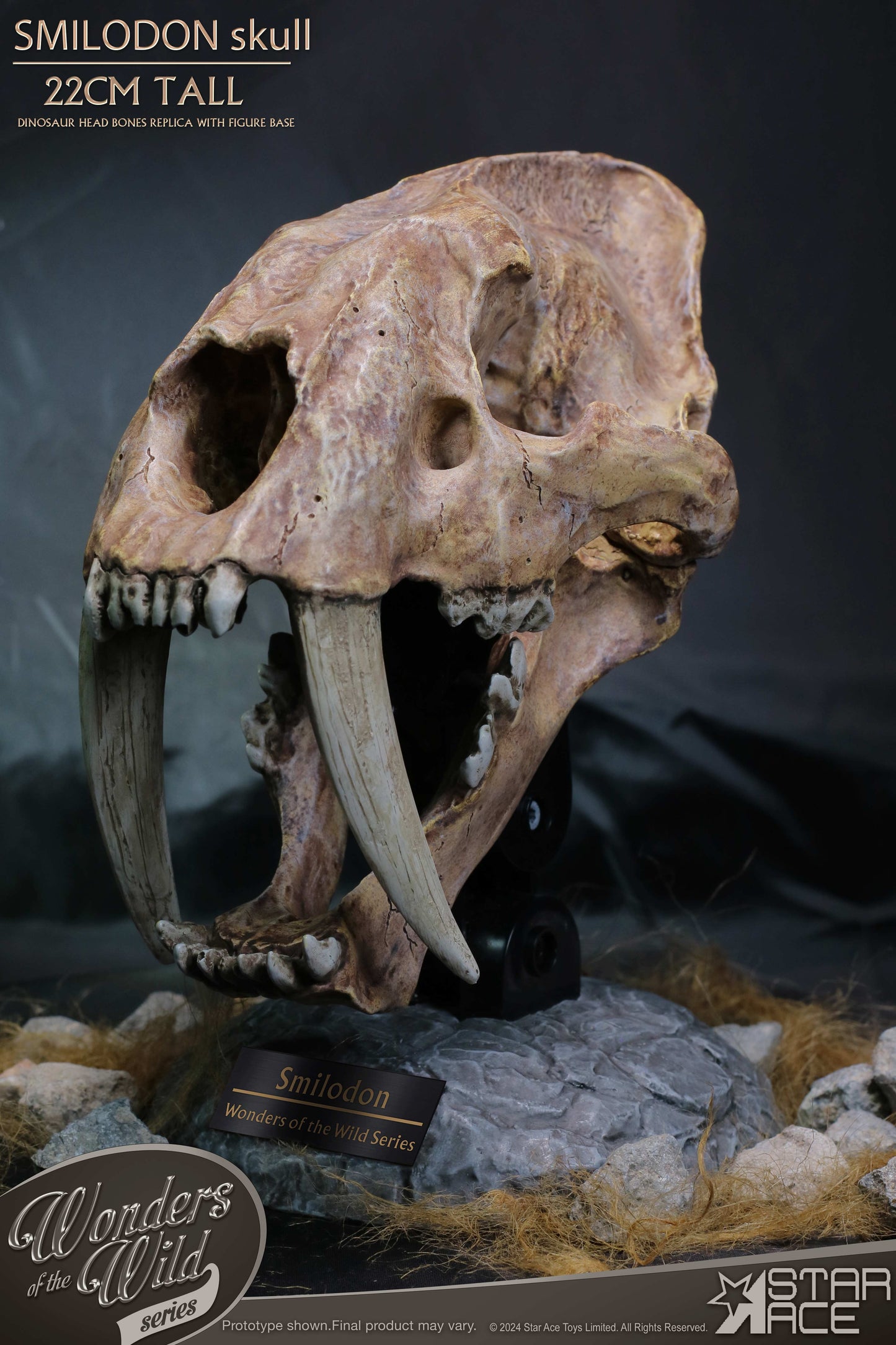 Smilodon Skull Fossil collectible