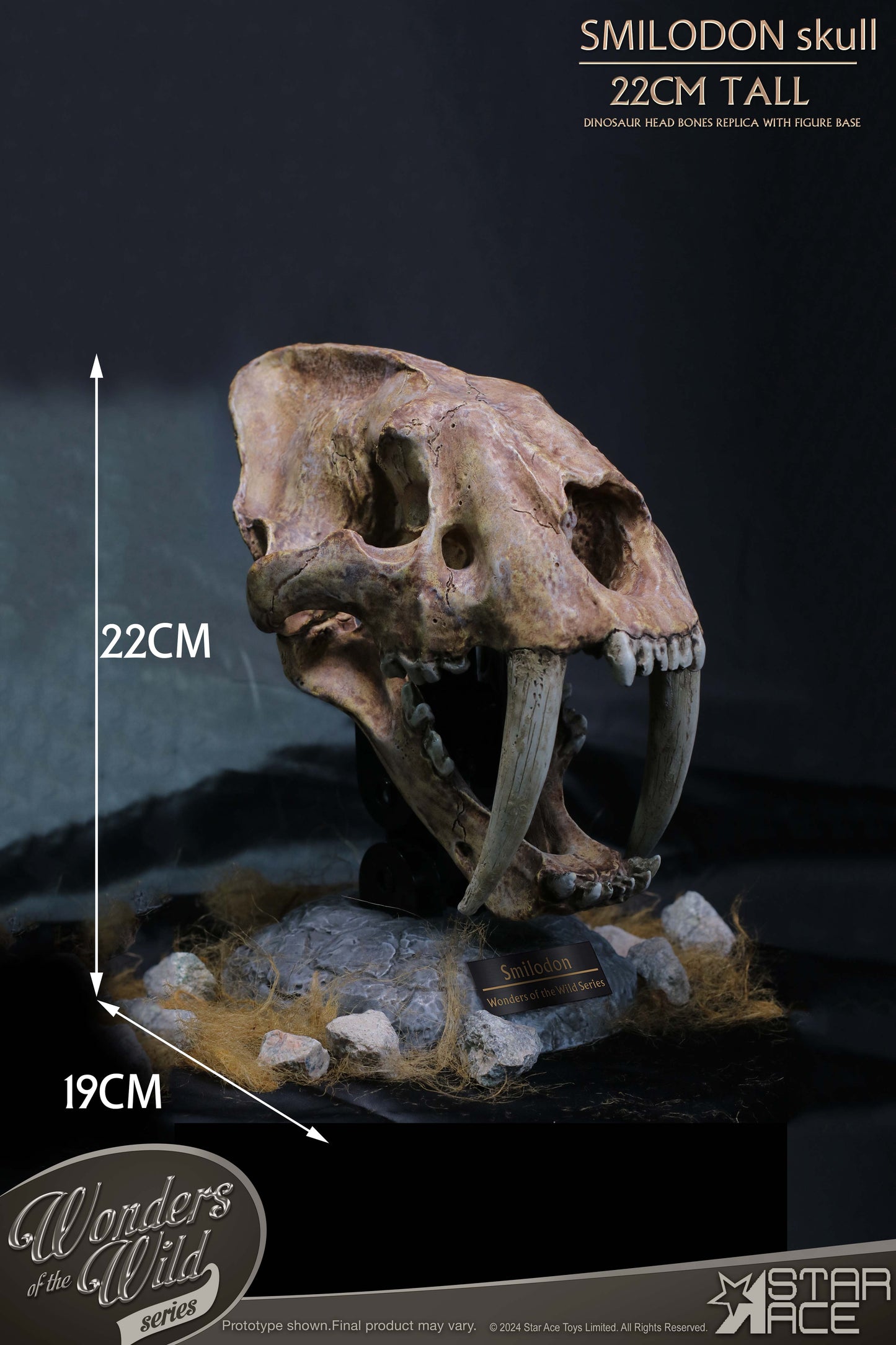 Smilodon Skull Fossil collectible