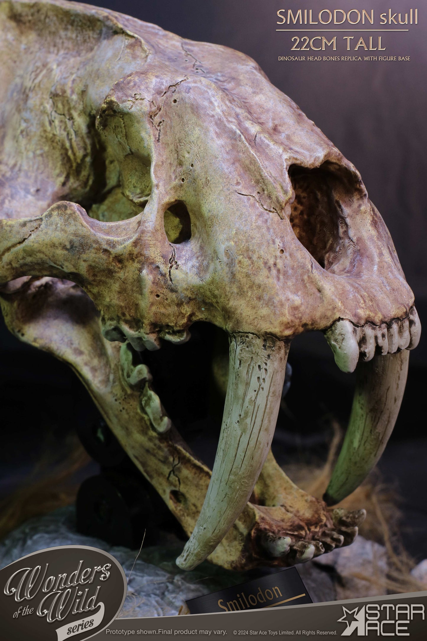 Smilodon Skull Fossil collectible